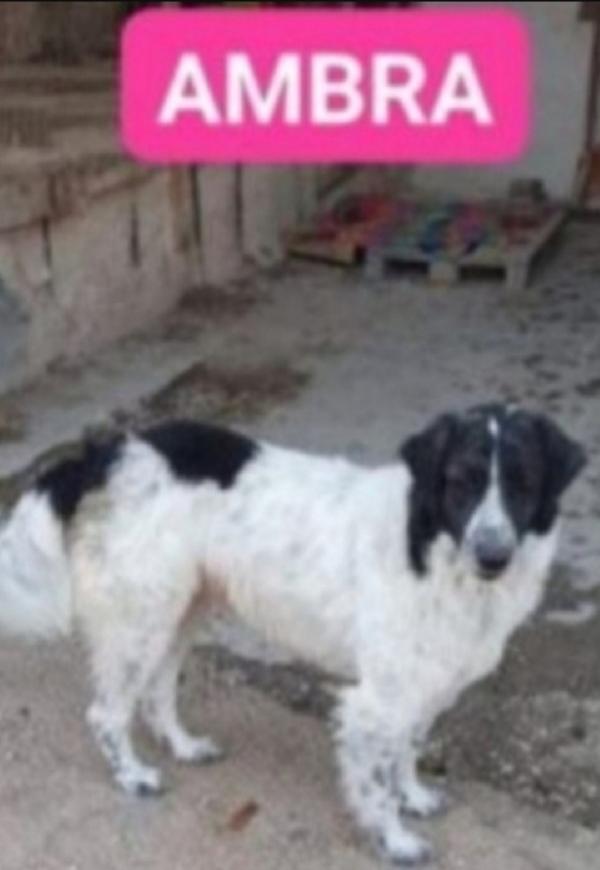 Ambra Cagnolona Adulta Rimasta Sola Anni Fa Napoli
