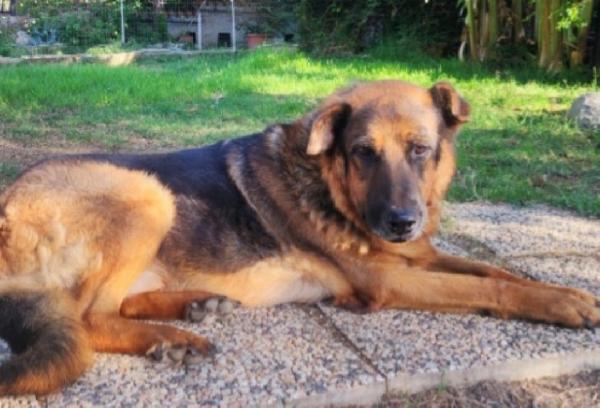 Leon Mix Pastore 11Anni Mollato Dalla Sua Madrina.roma
