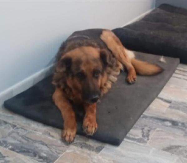 Leon mix pastore 11anni mollato dalla sua madrina.ROMA Foto 2
