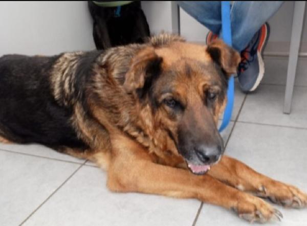 Leon mix pastore 11anni mollato dalla sua madrina.ROMA Foto 3