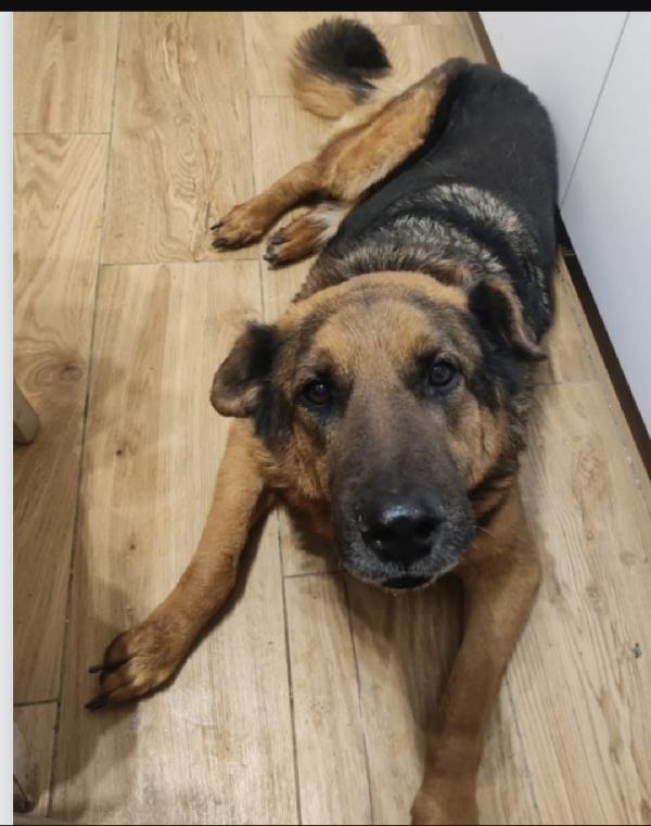 Leon mix pastore 11anni mollato dalla sua madrina.ROMA Foto 4