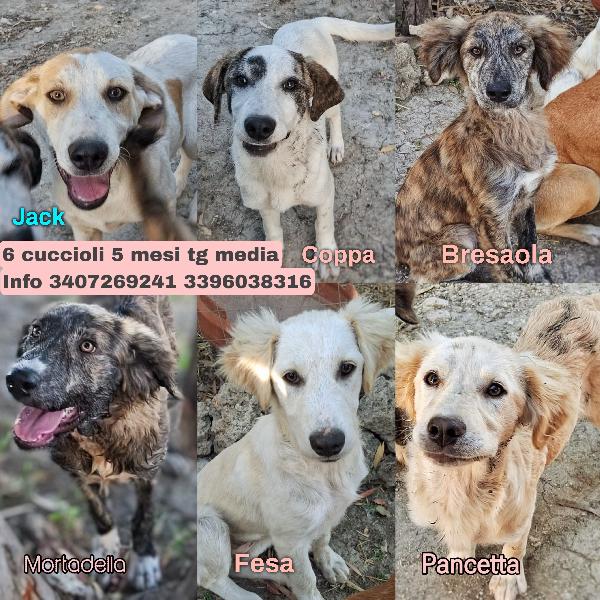 6 Cuccioli Di 5 Mesi Cercano Casa: Sono 4 Femmine E 1 Maschio