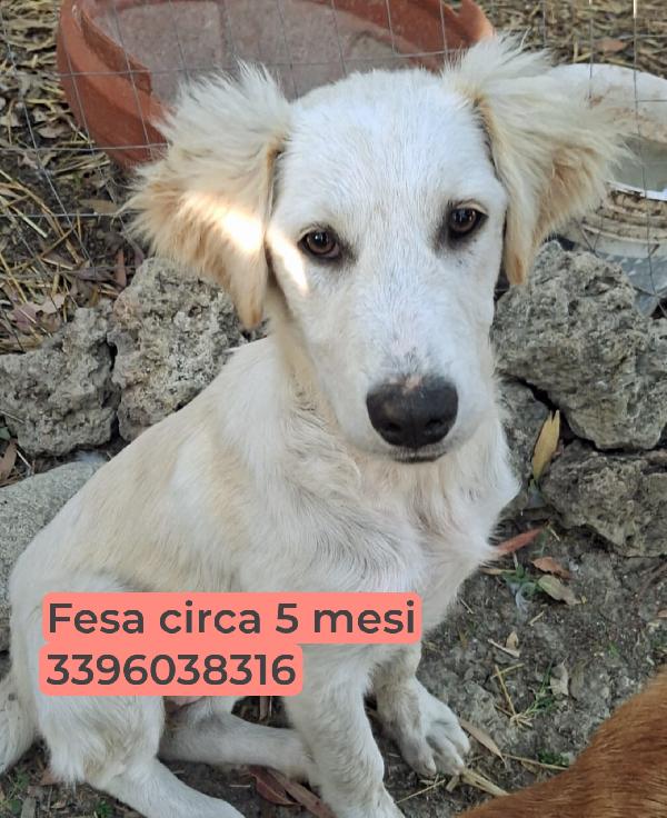 6 cuccioli di 5 mesi cercano casa: sono 4 femmine e 1 maschio Foto 2