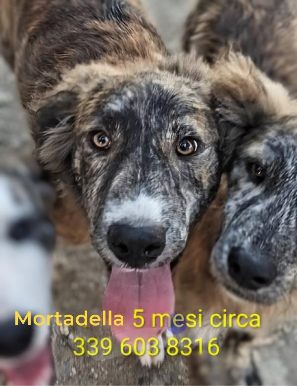 6 cuccioli di 5 mesi cercano casa: sono 4 femmine e 1 maschio Foto 3