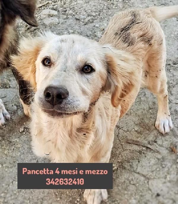 6 cuccioli di 5 mesi cercano casa: sono 4 femmine e 1 maschio Foto 4