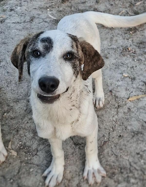 6 cuccioli di 5 mesi cercano casa: sono 4 femmine e 1 maschio Foto 5