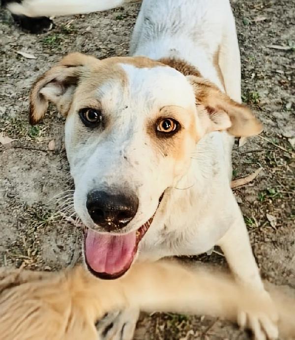 6 cuccioli di 5 mesi cercano casa: sono 4 femmine e 1 maschio Foto 6