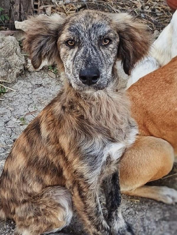 6 cuccioli di 5 mesi cercano casa: sono 4 femmine e 1 maschio Foto 7