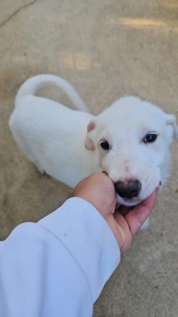 Penelope dolce cucciola simil Labrador cerca casa  Foto 2