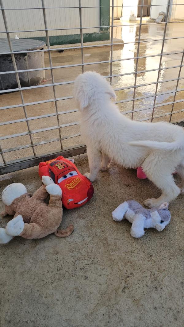 Penelope dolce cucciola simil Labrador cerca casa  Foto 3