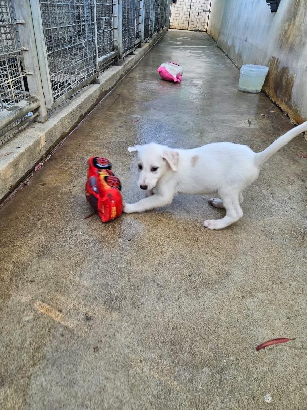 Penelope dolce cucciola simil Labrador cerca casa  Foto 4