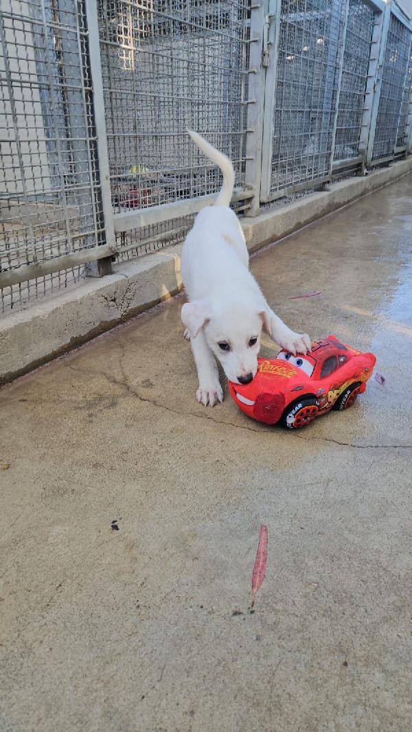 Penelope dolce cucciola simil Labrador cerca casa  Foto 6