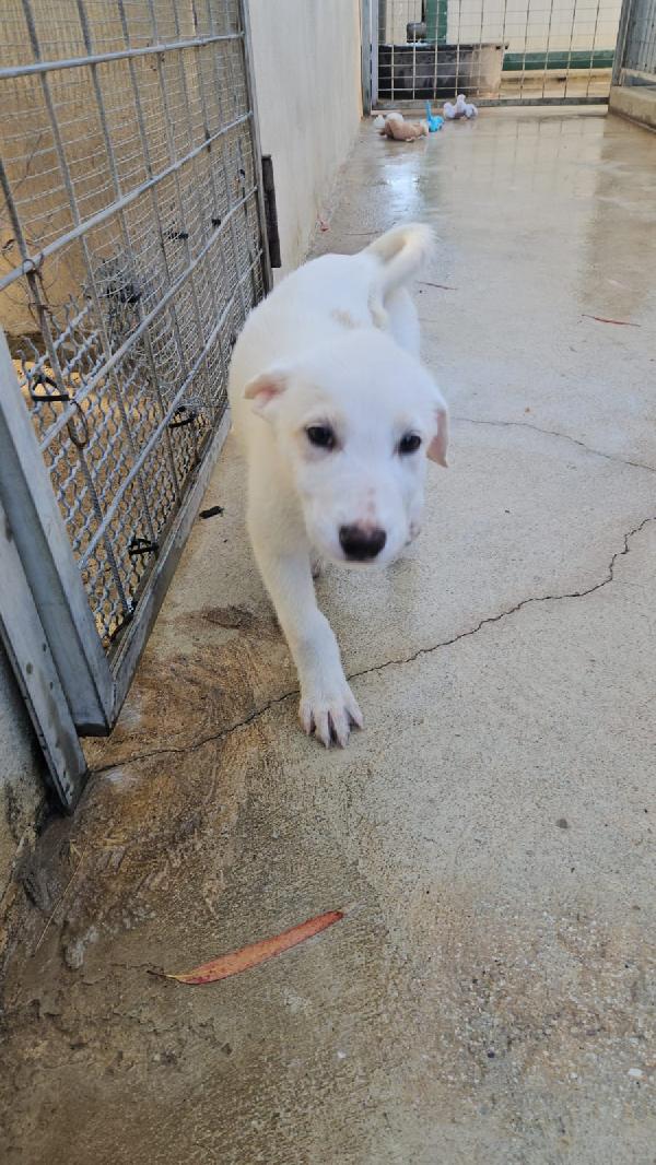 Penelope dolce cucciola simil Labrador cerca casa  Foto 7