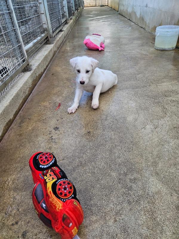Penelope dolce cucciola simil Labrador cerca casa  Foto 8