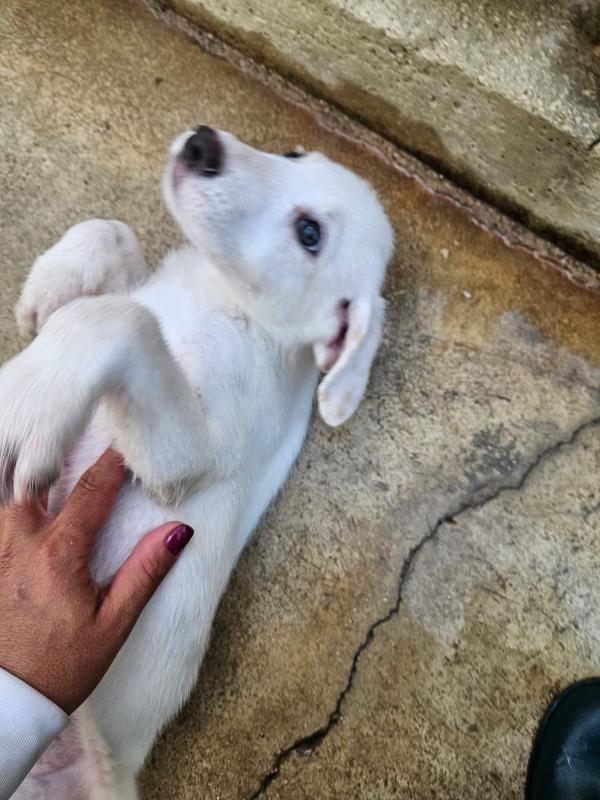 Penelope dolce cucciola simil Labrador cerca casa  Foto 9