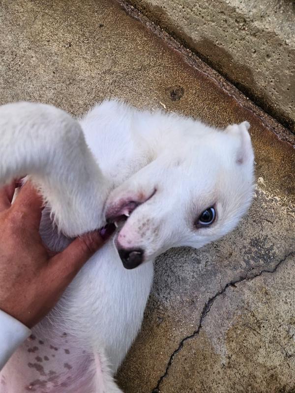 Penelope dolce cucciola simil Labrador cerca casa  Foto 11