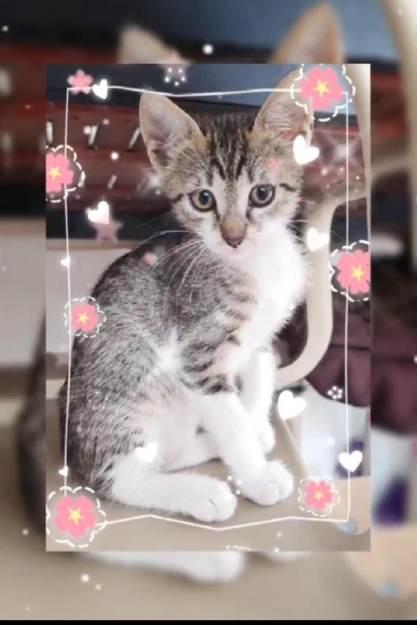Micina 2Mesi Tigrata/Bianca In Arrivo A Milano