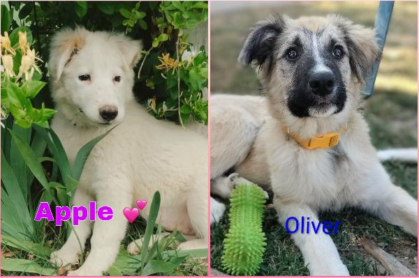 Oliver E Apple Due Fratellini Maschio E Femmina 4 Mesi Cercano Casa 