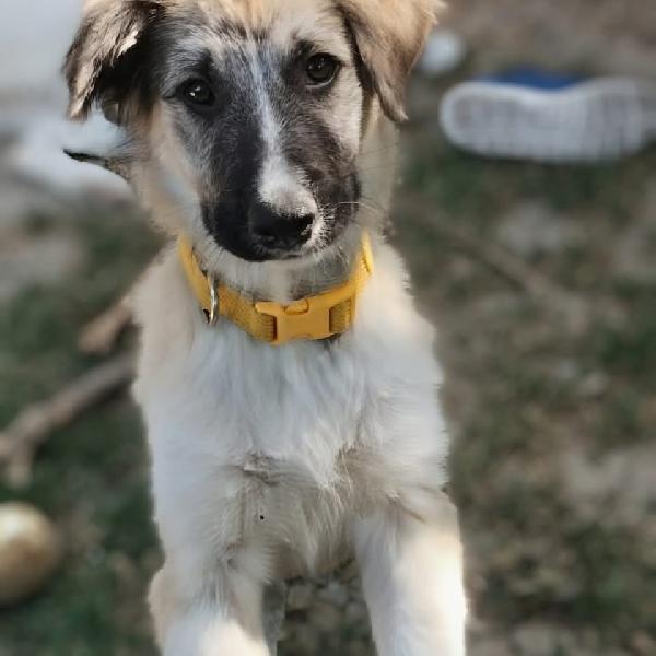 Oliver e Apple due fratellini maschio e femmina 4 mesi cercano casa  Foto 2