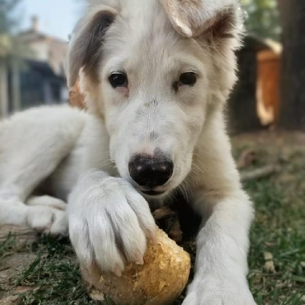 Oliver e Apple due fratellini maschio e femmina 4 mesi cercano casa  Foto 3