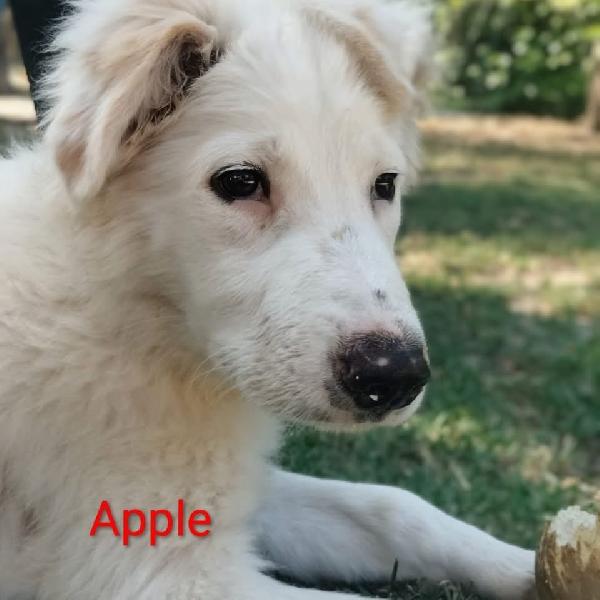Oliver e Apple due fratellini maschio e femmina 4 mesi cercano casa  Foto 4