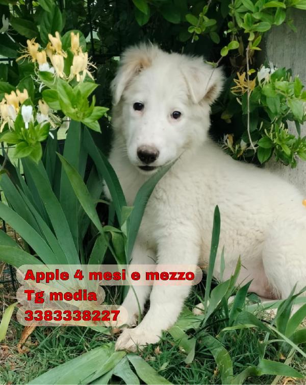 Oliver e Apple due fratellini maschio e femmina 4 mesi cercano casa  Foto 5