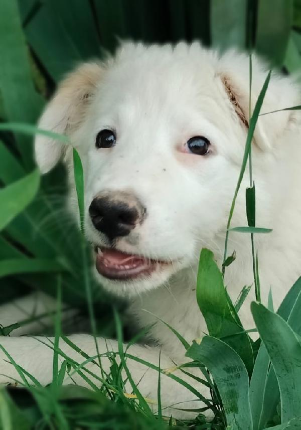 Oliver e Apple due fratellini maschio e femmina 4 mesi cercano casa  Foto 6