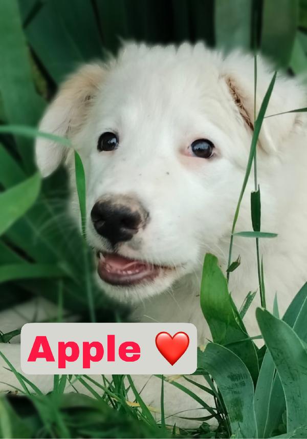 Oliver e Apple due fratellini maschio e femmina 4 mesi cercano casa  Foto 7
