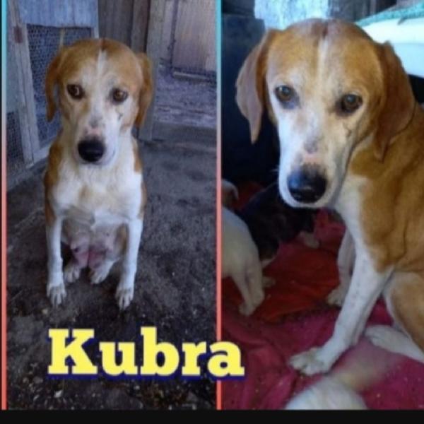 Kubra Adulta Salvata Coi Cuccioli,Invisibile! L'aquila 