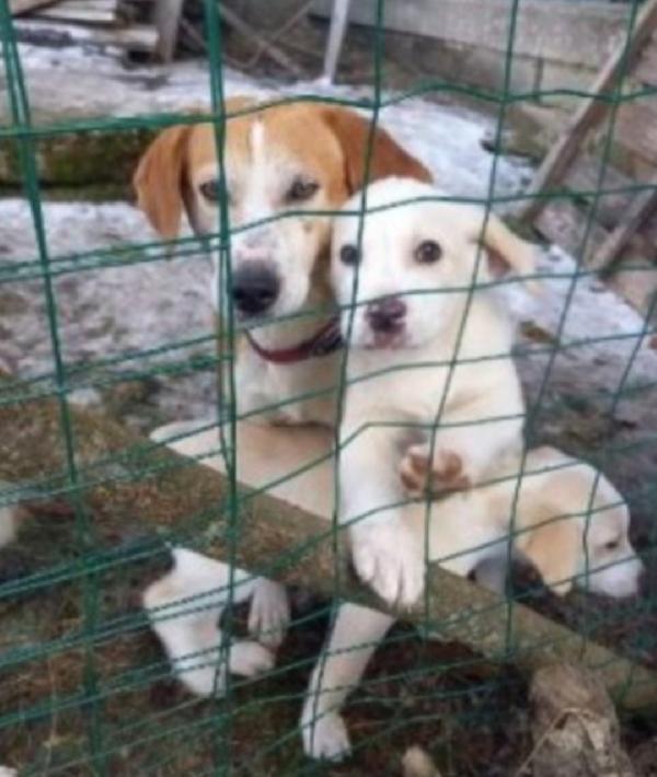 Kubra adulta salvata coi cuccioli,invisibile! L'Aquila  Foto 2