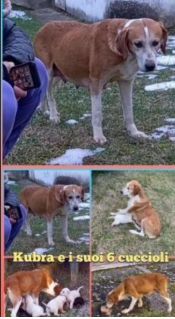 Kubra adulta salvata coi cuccioli,invisibile! L'Aquila  Foto 3