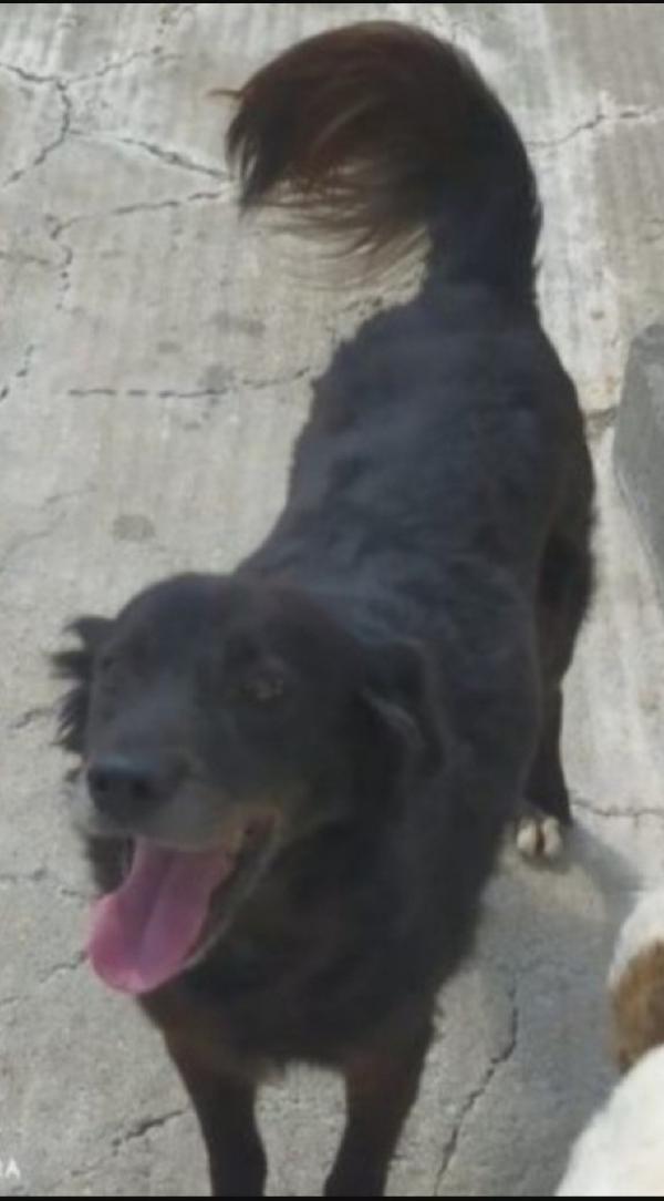 Charly,Nero,Portato Anni Fa In Canile Dai Padroni! Calabria
