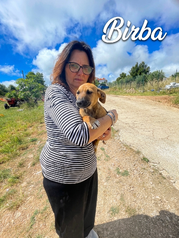 Cucciole 10 kg cercano casa  Foto 5