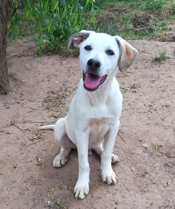Brando Cucciolo Mix Labradorino 