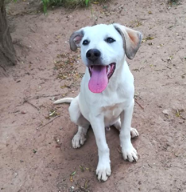 BRANDO CUCCIOLO MIX LABRADORINO  Foto 3