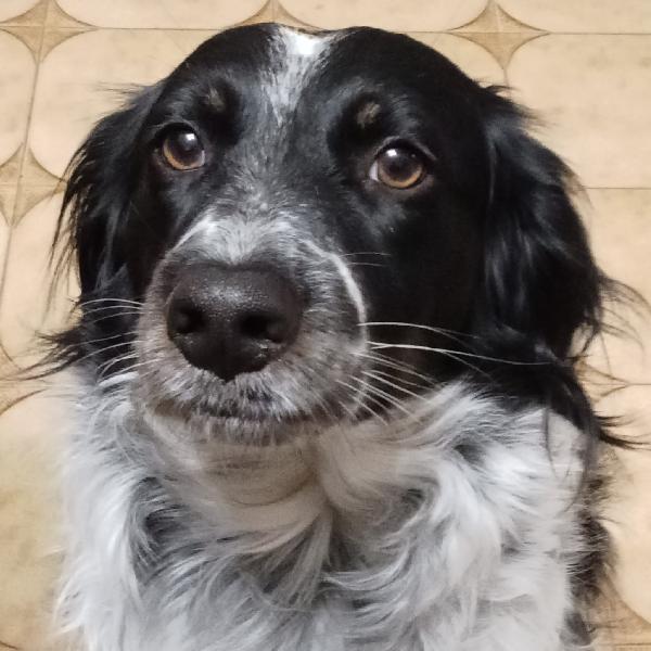Betty Simil Setter 2Anni Salvata Mesi Fa Ferrara
