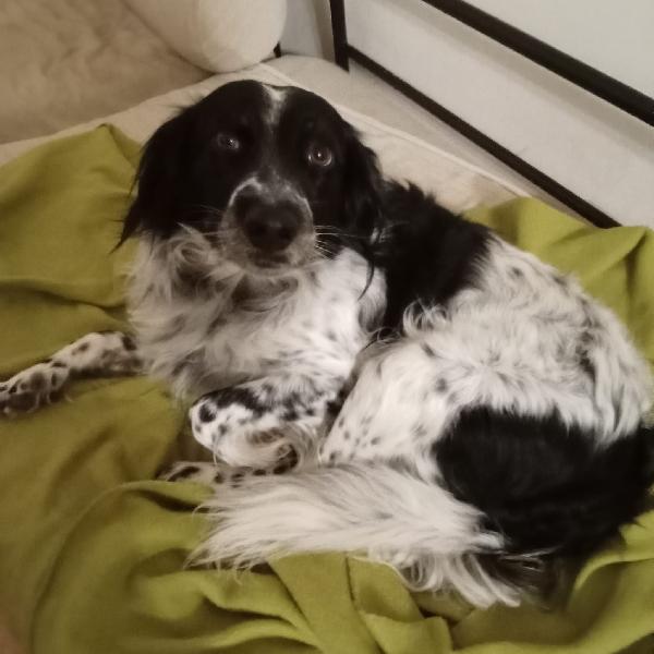Betty simil Setter 2anni salvata mesi fa FERRARA Foto 2