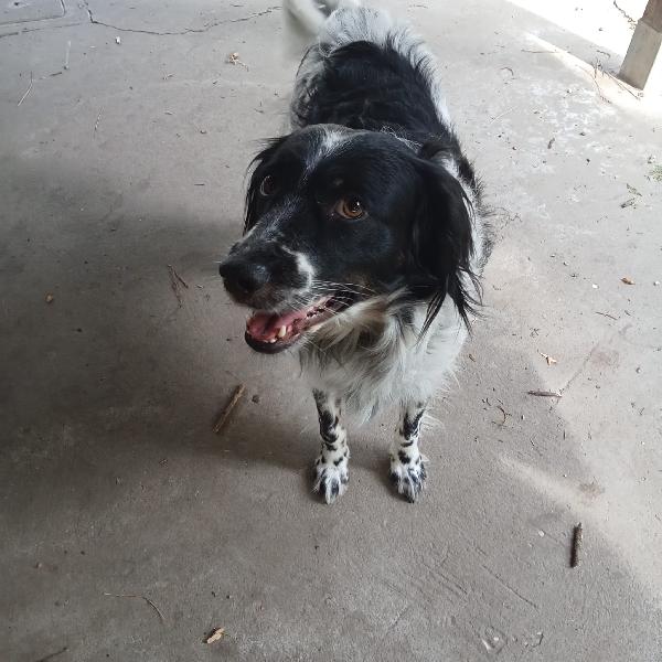 Betty simil Setter 2anni salvata mesi fa FERRARA Foto 3
