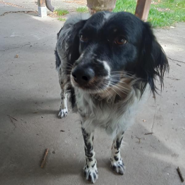 Betty simil Setter 2anni salvata mesi fa FERRARA Foto 4