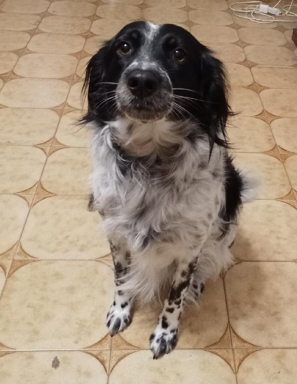 Betty simil Setter 2anni salvata mesi fa FERRARA Foto 5