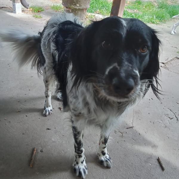 Betty simil Setter 2anni salvata mesi fa FERRARA Foto 6