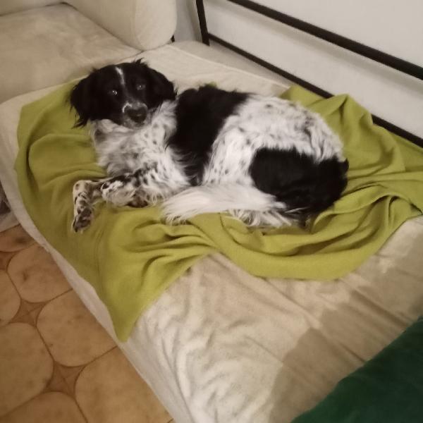 Betty simil Setter 2anni salvata mesi fa FERRARA Foto 7