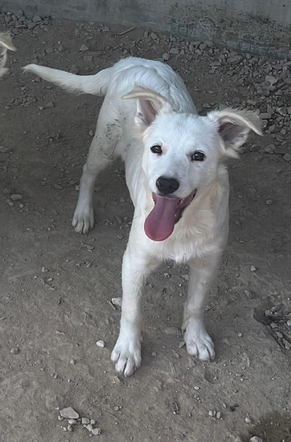 Ice E Tex Due Cuccioli Bianchi Meravigliosi 