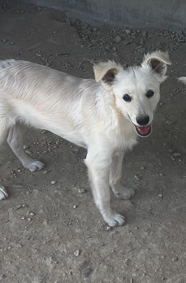 Ice e Tex due cuccioli bianchi meravigliosi  Foto 2