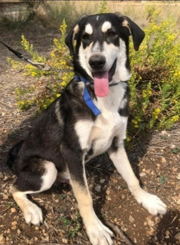 Nico 14Mesi Mix Australian Shepherd Senza Mai Richieste! Sicilia