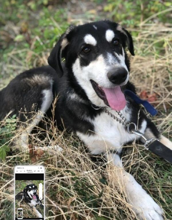 Nico 14mesi mix Australian Shepherd senza mai richieste! SICILIA Foto 4