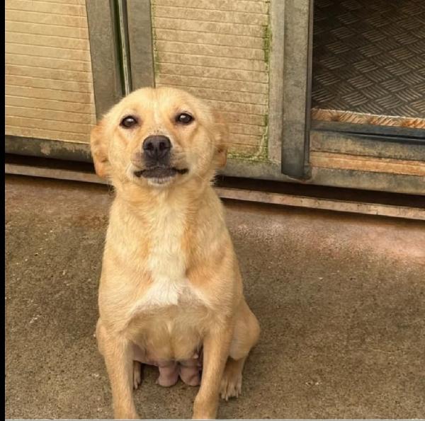 2 cuccioli 3mesi e mammina 4anni tg contenuta.CALABRIA Foto 2