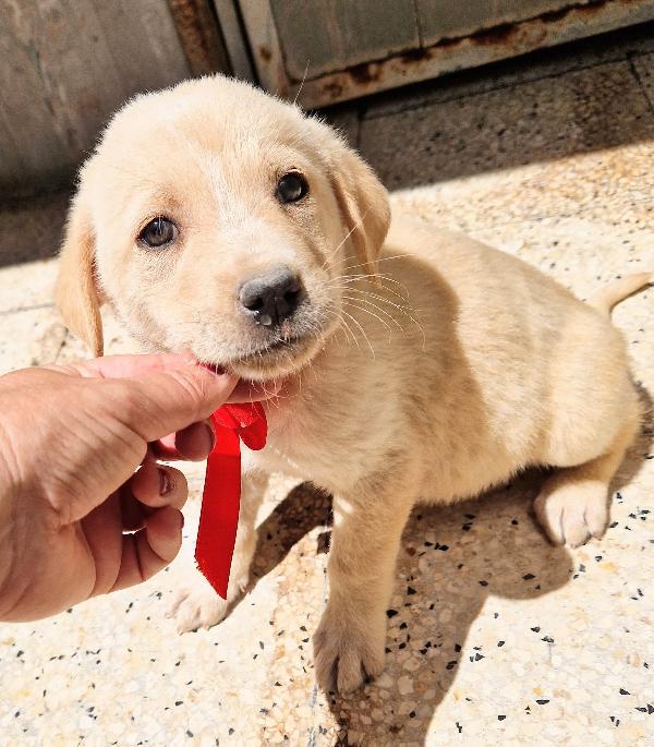 QUANTA MALINCONIA NEGLI OCCHI DI PHOEBE.ADOTTABILE IN TUTTA ITALIA! Foto 9