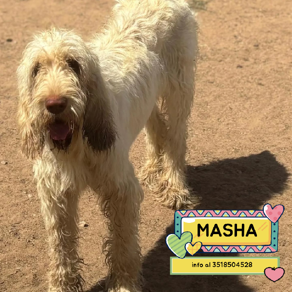 Masha Splendida Spinone Italiano 11 Mesi Cerca Casa - In Adozione 