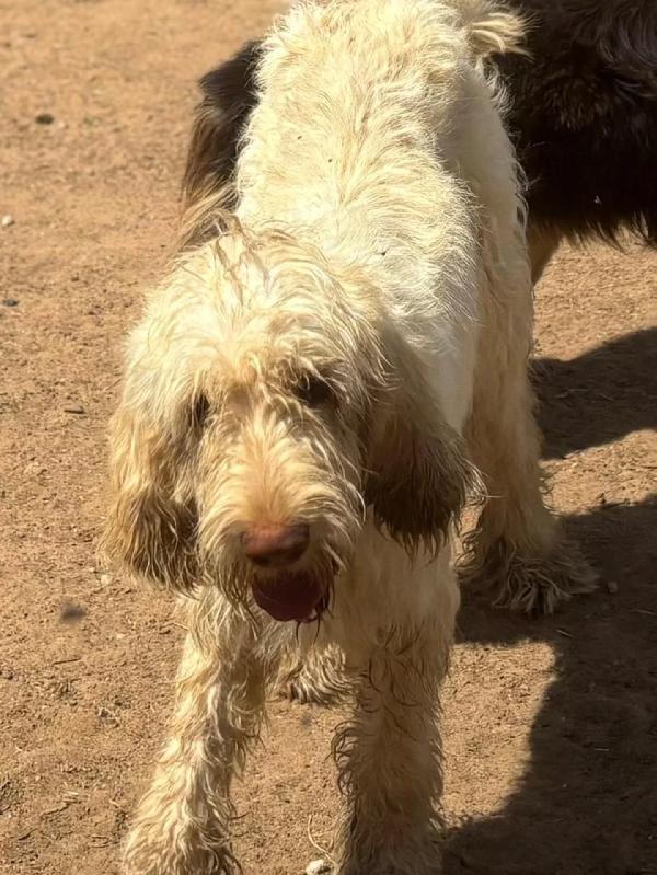 MASHA splendida spinone italiano 11 mesi cerca casa - in adozione  Foto 2